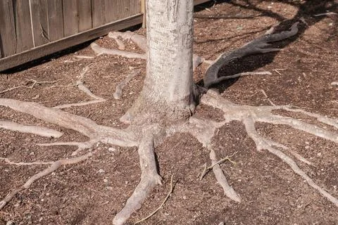 Exposed tree roots spreading across the ground next to a wooden fence. Stock Photos