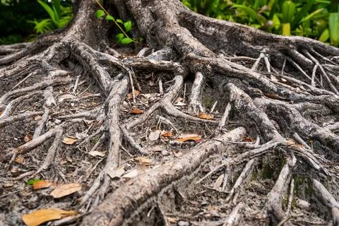 Exposed Tree Roots in Tropical Forest Stock Photos