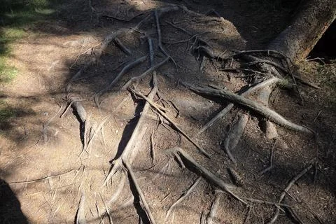 Exposed tree roots weave through the forest floor, creating intricate pattern Stock Photos