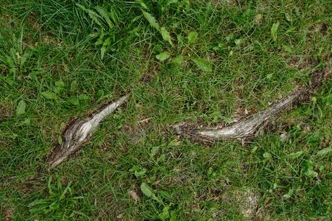 Exposed tree roots winding through green grass and scattered weeds showcasing Stock Photos