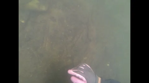 Exposing fish fences - Divers expose fish fences in the Tollense River Part 3 Stock Footage 300107639