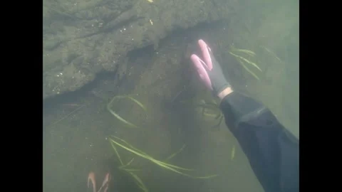 Exposing fish fences - Divers expose fish fences in the Tollense River Part 1 Stock Footage 300107640
