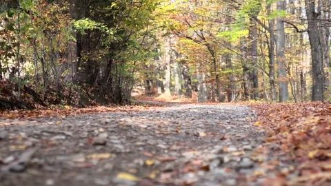 Exposition Shot - Forest During Autumn Foliage Видео 82448276