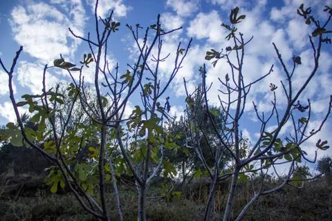 Exposure of the small tree branches Stock Photos