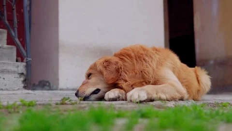 Expresions disgusting Stock Footage 241754732