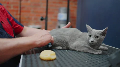 Express molt procedure for cats in grooming salon, professional groomer is Stock Footage 202738307