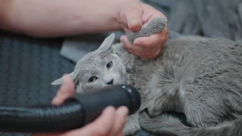 Express molt procedure for cats in shedding season, grey cat in grooming salon Stock Footage 201840256