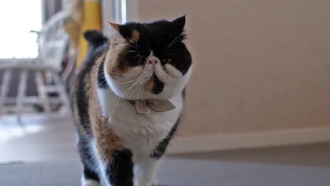 Expressing of a grumpy cat in slow motion then look away, persian exotic Stock Footage 111648651