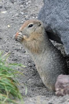 Expression Arctic ground squirrel eating breadcrumbs holding food in paws Foto stock