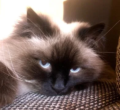 Expression of the cat's face Stock Photos