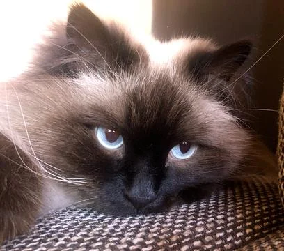 Expression of the cat's face Stock Photos