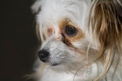 Expression on a dog Stock-Fotos