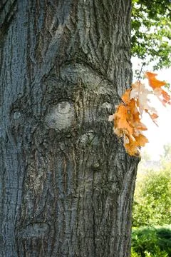 The expression of a face on a tree in Zelhem Stock Photos
