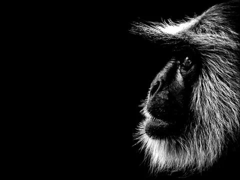 The Expression of Indian Gray Langur (Semnopithecus) Stock Photos