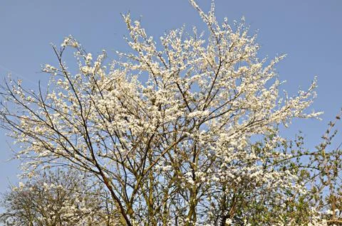 Expression of spring Stock Photos