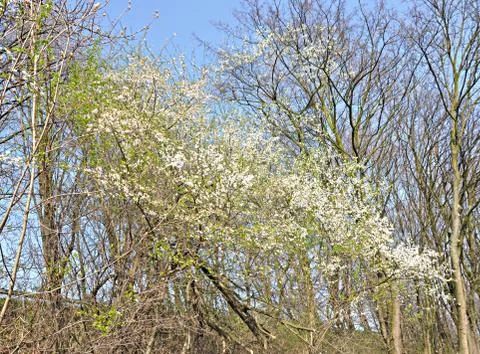 Expression of spring Stock Photos