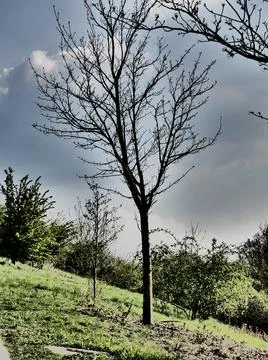 Expressionistic visual effect, a leafless young tree planted on a slope Foto stock