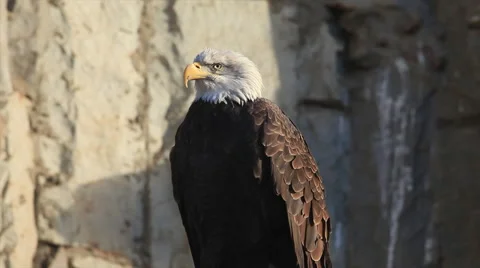 Expressive bald eagle, haliaeetus leucocephalus, preening his collar. Stock Footage 46463752