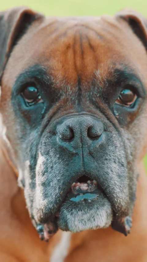 Expressive boxer dog showing various facial emotions Stock Footage 310873901