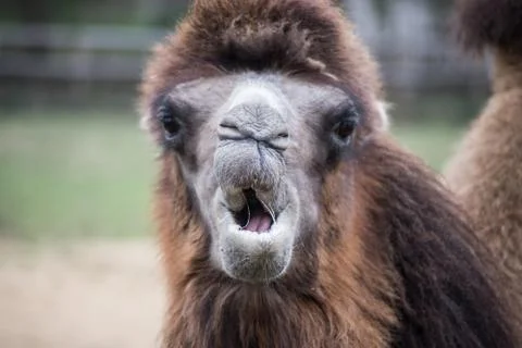 Expressive Camel looking the camera Stock Photos