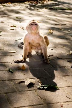 An expressive capuchin monkey looking up on the street Stock Photos