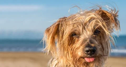 Expressive dog blurred nautical background. Doggy Yorkshire Terrier brown Stock Photos