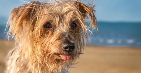 Expressive dog blurred nautical background. Doggy Yorkshire Terrier brown Stock Photos