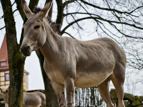 Expressive donkey with detailed features. Closeup of donkey emphasizing fac.. 库存照片