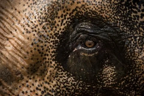 Expressive elephant eye. Stock Photos