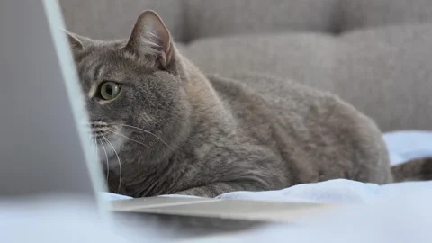 Expressive eyes of a cat looking at the laptop Video stock 286133198