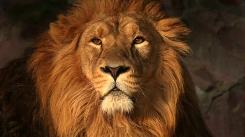 Expressive face of drowsy Asian lion close up in soft sunset light Stock Footage 46425306