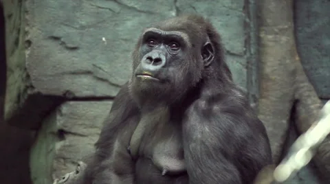 Expressive head and mighty shoulders of gorilla female Stock Footage 46444741