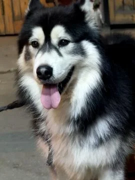Expressive Husky Close-Up Fotos de archivo