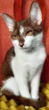 Expressive kitten Stock Photos