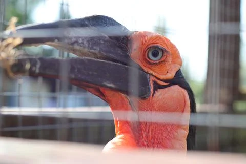 The expressive look of a bird. Stock Photos