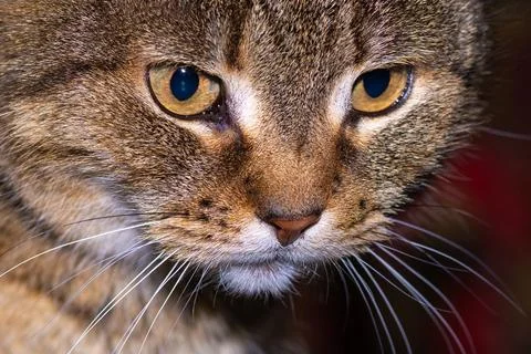 Expressive look of a cat close-up Stock Photos