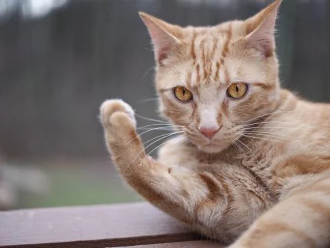 Expressive orange cat Stock Photos