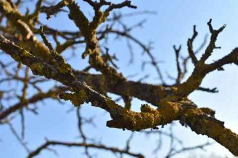The expressive shape and form of the tree in Tuscany Italy 写真素材