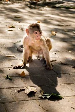 An expressive young capuchin monkey staring on the street Stock Photos