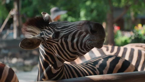 Expressive zebra profile in sunlight. Zebra with alert ears and vibrant stripe Stock Footage 330155529