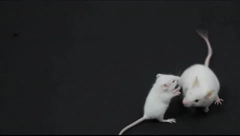 Expulsion Vídeos de archivo 10610404