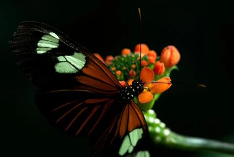 Exquisite Amazonian forest scene capturing a vibrant exotic butterfly feeding on Stock Photos
