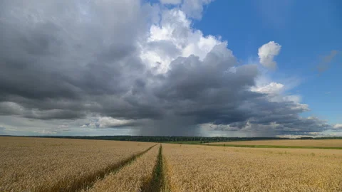 An Exquisite and Dramatic Sky Over a Sprawling wheat Field Underneath the BlueSk Stock Footage 316292448