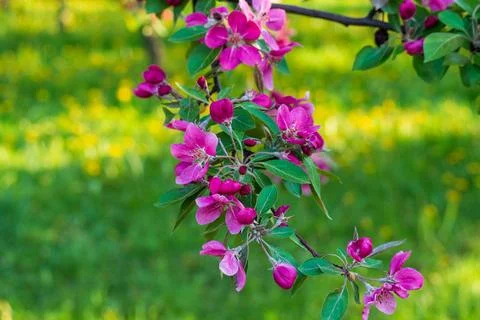 Exquisite blooming apple tree branch with bright pink flowers hanging in sp.. Stock Photos