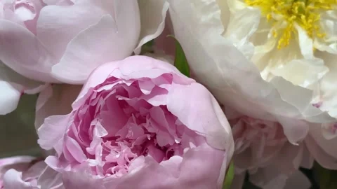 Exquisite Close Up of Pale Soft Pink Camellia Blossom with Delicate Petals Vídeos de archivo 332451003