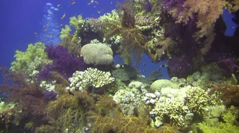 Exquisite Corals &amp; Diver Stock Footage 1575560