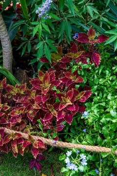 An exquisite flower border composed of red-edged coleus and green plants Stock Photos