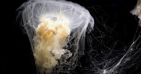 Exquisite fried egg jellyfish or egg-yolk jellyfish Video stock 93402548