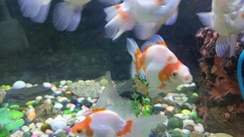 "Exquisite Koi Carp: A Glimpse of Aquatic Elegance" Stock Footage 271645811