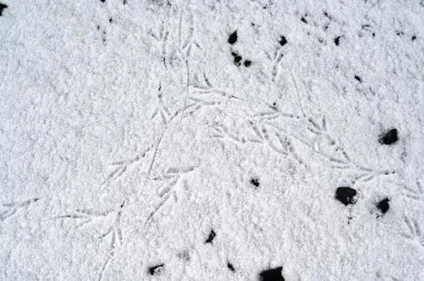 Exquisite natural textures and patterns in tranquil snow scene Stock Photos